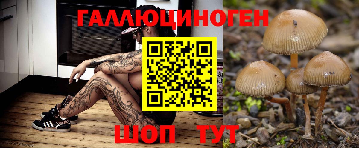 Псилоцибиновые грибы Psilocybine cubensis Видное